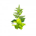 FLOR NAVIDEÑA VERDE LIMON AL POR MAYOR