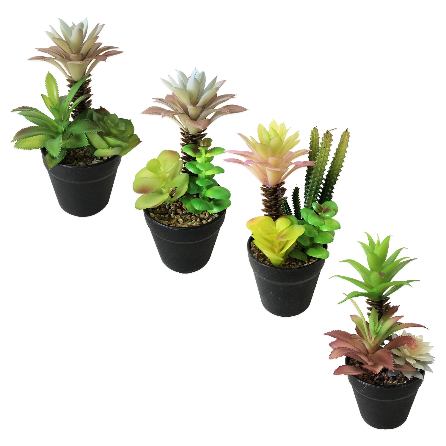 MATERA PLANTAS DECORATIVAS