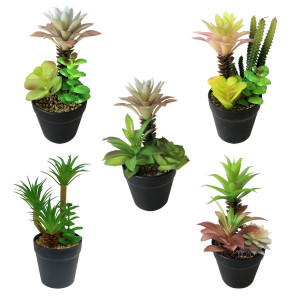 MATERA PLANTAS DECORATIVAS