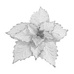FLOR NAVIDEÑA BLANCA 38CM (BJX60)