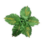 FLOR NAVIDEÑA VERDE (BJX80)