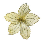 FLOR NAVIDEÑA CHAMPAÑA ( BJ x 100)